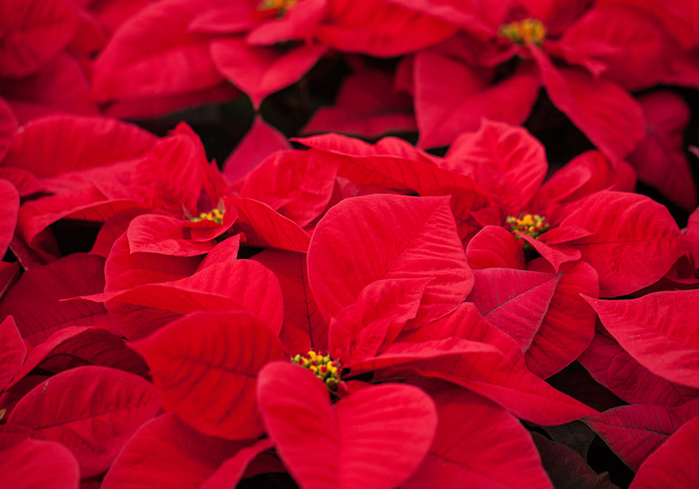 Large red poinsettia flowers with yellow centers intersperse close together, creating a dense, vibrant background of foliage.