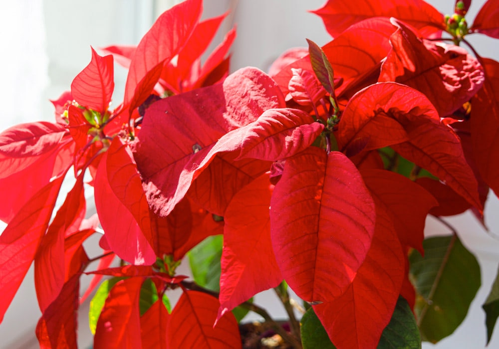 A poinsettia plant with bright red and green leaves stands in sunlight by a window, providing vibrant color contrast in an indoor setting.