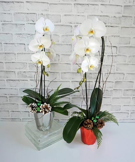 Orchid Plants