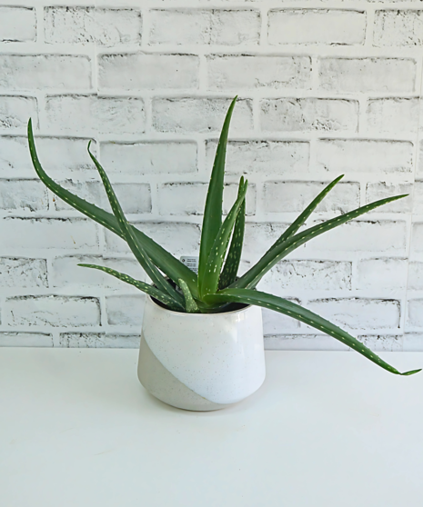 Modern Aloe Vera Plant