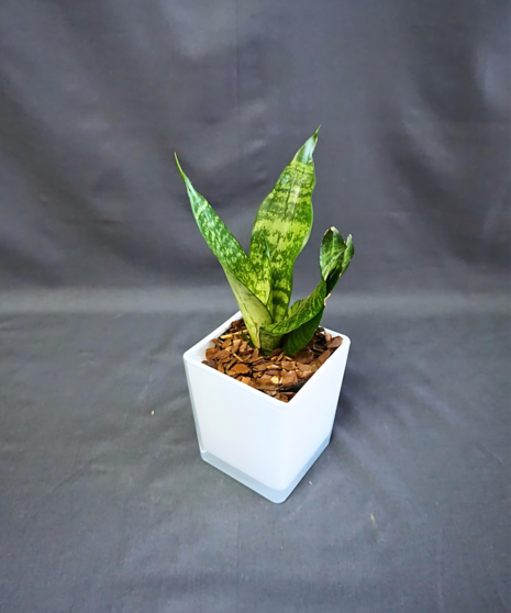 Sansevieria Plant