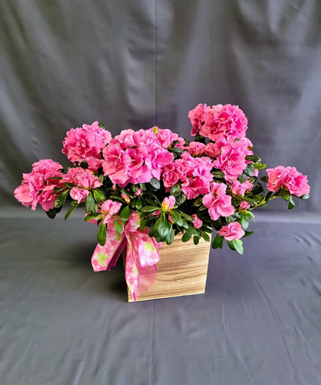 Azalea Plant