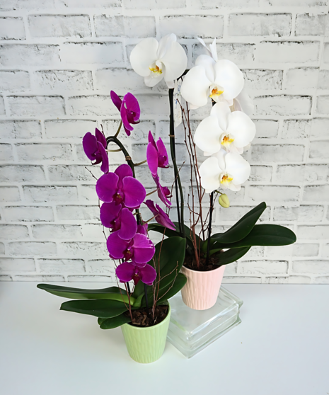 Waterfall Orchid