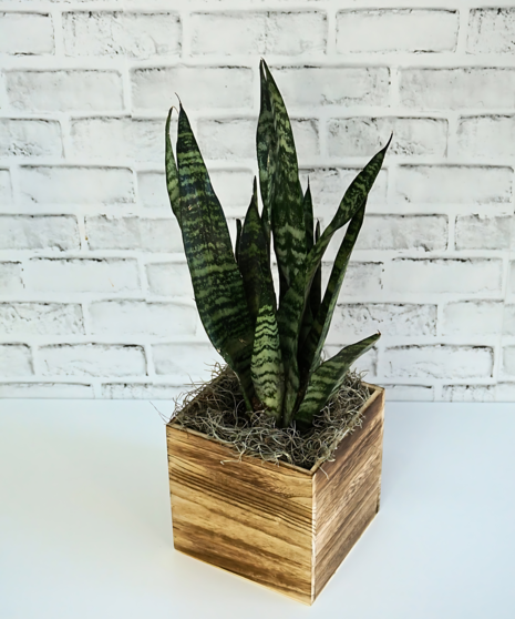 Sanseveria Planter