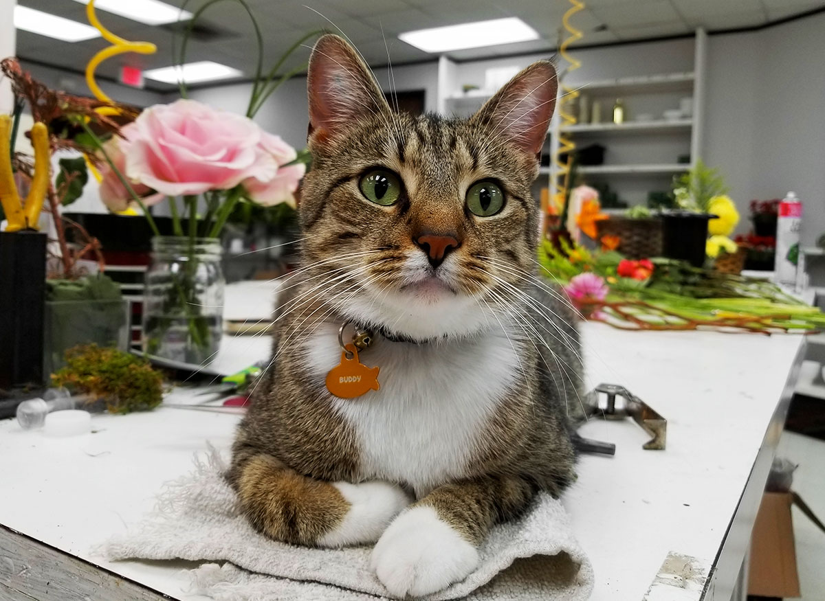 Our resident cat rests on a design table, lending inspiration to staff